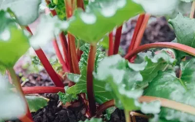 Rhubarb syrup: A simple recipe